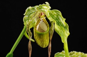 Phragmipedium caudatum Wizard of Oz AM/AOS 83 pts.